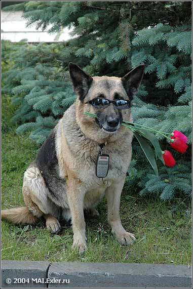 ����������� �����������